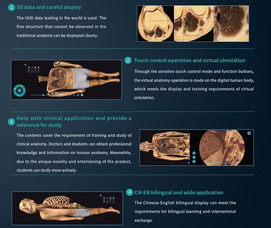 Dissecção de anatomia de alta qualidade para mesa de autópsia virtual de corpo 3D de anatomia universitária